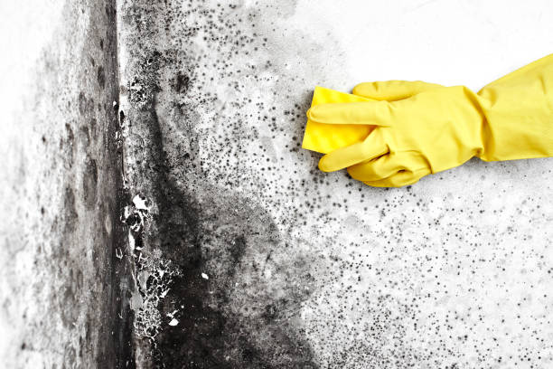 Best Emergency Mold Remediation in Horicon, WI